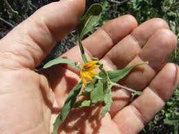 Image result for Goodeniaceae