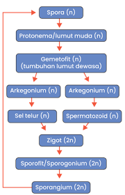 We did not find results for: Buatlah Metagenesis Tumbuhan Lumut