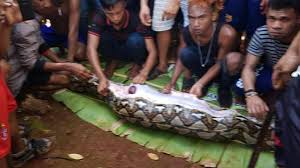 Pamartanusantara.co.id | arti mimpi melihat ular memiliki makna yang beragam. Kisah Menyeramkan Sebelum Wanita Di Sultra Ditelan Ular Piton News Liputan6 Com