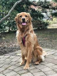 4,835 likes · 13 talking about this. Golden Retriever Puppies Middlebury Vt The Y Guide