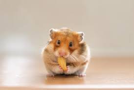 Can we make this the most downvoted post here. Joining The Hamster Cult Is The New Hot Social Media Trend Here S What Happens If You Do
