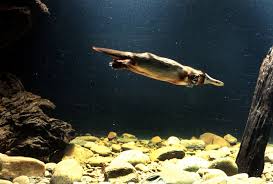 See more ideas about platypus, duck billed platypus, australian animals. Platypus The Australian Museum