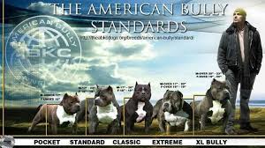 American Bully Standards Bully Dog Bullying Bully Pitbull
