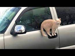 Cats Make Us Laugh All The Time Ultra Funny Cat Videos Funny Cat Videos Funny Cat Compilation Funny Cat Fails