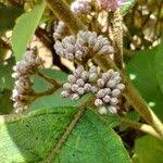 Image result for Vernonia brachycalyx