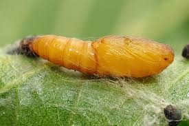 Image result for Archips rosanus