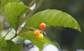 Image result for Allophylus africanus