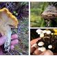 PNW Fungi Basics Crash Course — firecraftnw.com