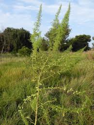 Image result for Dysphania schraderiana