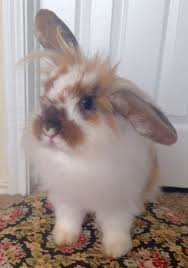 Mix Breed Holland Lop And Lionhead Cutest Little Bunny Girl Gloria Animals Holland Lop Mixed Breed