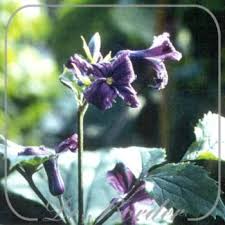 Check spelling or type a new query. Clematis Heracleifolia China Purple Alfabetisch Clematis Planten C Vaste Planten Borderplanten Kwekerij De Border