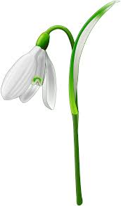 Snowdrop Galanthus Nivalis By Andy Gardner A Snowdrop Drawn On Inkscape On Openclipart Flower Drawing Spring Flowers Flower Painting