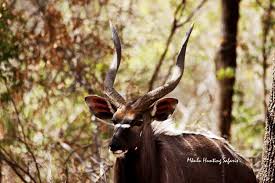 A list of endangered animals, with pictures and facts. Bow Hunting Africa A List Of What Animals You Can Bow Hunt In South Africa