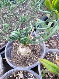 Image result for Albuca virens