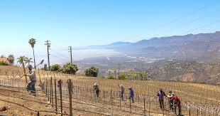 Rincon Mountain Winery plants its first crop in Carpinteria Valley