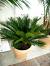 Tree For Home Decoration