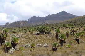 Image result for Ardisiandra wettsteinii