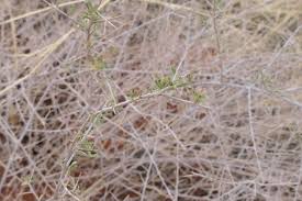 Image result for Phaeoptilum spinosum