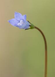 Image result for Wahlenbergia ramosissima