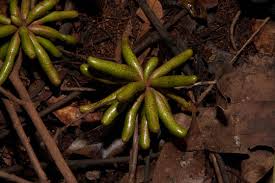 Image result for Xylopia acutiflora