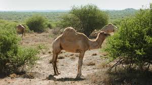 2)sarah didn't collect the cans and newspapers,did she? Mpala Live Field Guide Camel Mpalalive