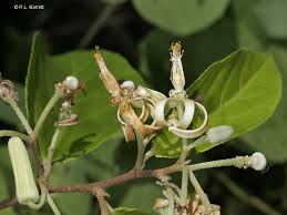 Image result for Grewia stolzii