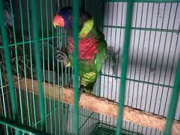 Maybe you would like to learn more about one of these? Cara Membuat Kandang Burung Nuri Yang Ideal
