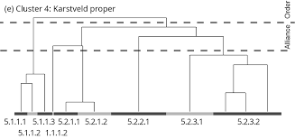 Image result for Helinus spartioides