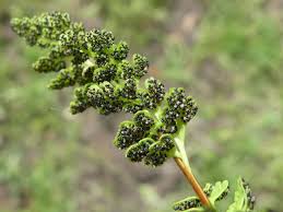 Image result for Anogramma leptophylla