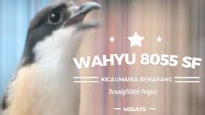 Untuk menambahkan cairan, ada baiknya mama lebih sering memberinya asi dan susu formula. Suara Burung Duel Seru Adu Gacor Cendet Wahyu 8055 Sf Semarang Bacem Vs Roll Speed By