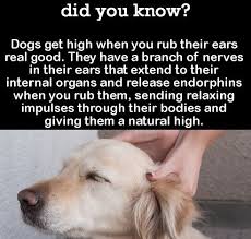 Did You Know On Twitter In 2021 Dog Facts Dogs Dog Care