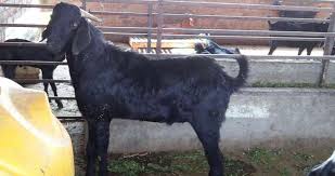 Goat help goat help help? Osmanabadi Goat Information Guide Goat Farming