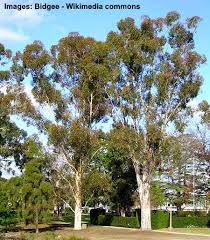 The giant gum tree, or mountain ash (eucalyptus regnans), of victoria and tasmania, is one of the largest species and attains a height of about 90 metres (300 feet) and a circumference of 7.5 metres (24.5 feet).many species continually shed the dead outermost layer of bark in flakes or ribbons, whereas. Types Of Eucalyptus Trees Leaves Flowers Bark Pictures