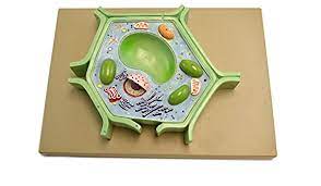 Search on info.com for plant cell modle. Amazon Com Eisco Labs Plant Cell Model On Base 11 5 X 10 X 2 Toys Games