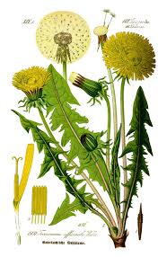Check spelling or type a new query. Wild Lettuce Vs Dandelion What S The Difference