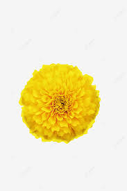 We did not find results for: Gambar Marigold Menanam Bunga Bunga Putih Png Transparan Dan Clipart Untuk Unduhan Gratis