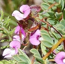 Image result for Tephrosia bracteolata