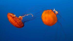 We did not find results for: Mangiare Meduse Presto Si Potra Le Ricette Degli Chef Italiani