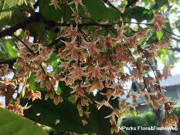 Kamaruzaman jusoff&iwan setiawan table3 attribute information about hopea odorata (merawan) tree no. Hopea Odorata Roxb
