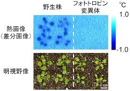 熱画像で気孔開口を可視化する みんなのひろば 日本植物生理学会