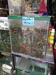 Alasannya, ikan hias tersebut akan lebih mudah dipelihara dan tidak perlu repot merawatnya. Jalan Pasar Pudu Kl Port Popular Jual Beli Ikan Hiasan Murah Dah Macam Pasar Lambak Libur