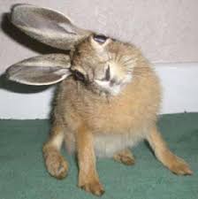 We did not find results for: Les 10 Des Symptomes D Urgences Veterinaires Chez Les Nac