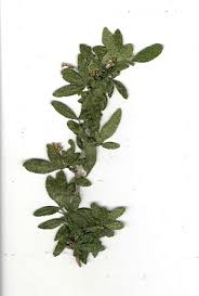 Image result for Vepris grandifolia