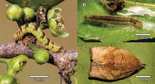 Image result for Casearia battiscombei