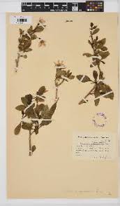 Image result for Solanum litoraneum