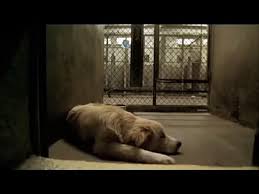 You may choose to frame your dog's pedigree certificate, or keep it stored in a secure location. Pedigree Commercial Echo Video Dailymotion