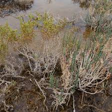 Image result for Salicornia perrieri