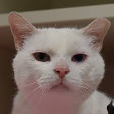 Walk for the Animals at Barktober Fest