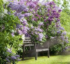 Epingle Sur Lilas