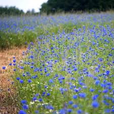 Flowers are arranged in flower heads on top of flowering stem. Cornflower Seeds Tall Blue Flower Seeds In Packets Bulk Eden Brothers